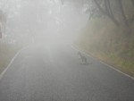 obr�zek fotogalerie