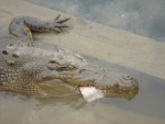 obr�zek fotogalerie