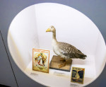 obr�zek fotogalerie
