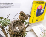 obr�zek fotogalerie
