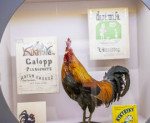 obr�zek fotogalerie